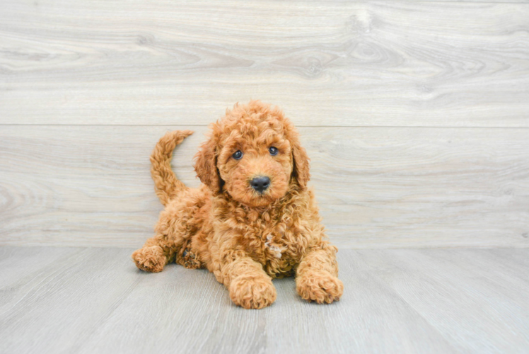 Happy Mini Goldendoodle Baby