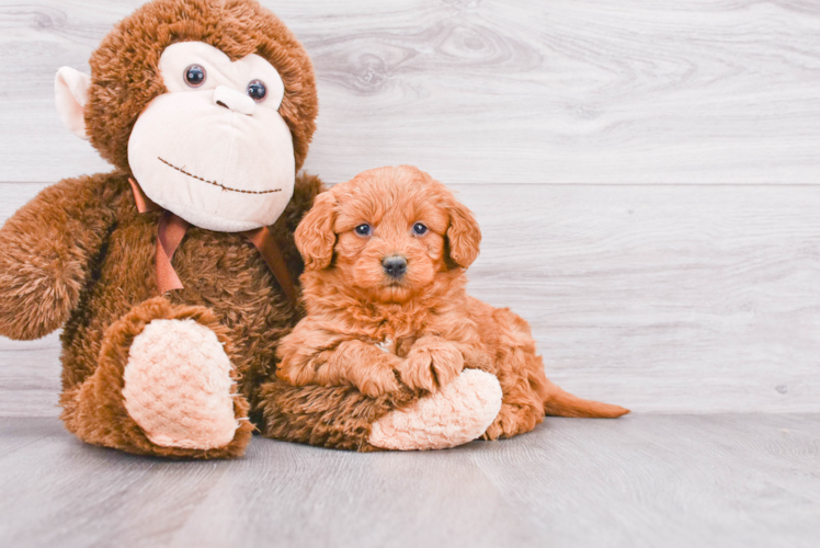 Mini Goldendoodle Puppy for Adoption