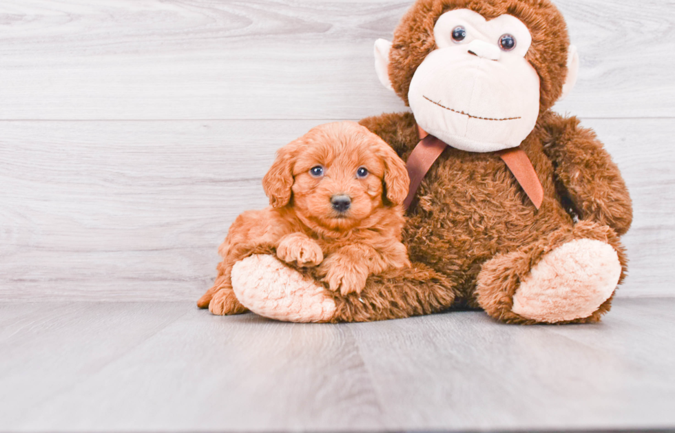 Petite Mini Goldendoodle Poodle Mix Pup