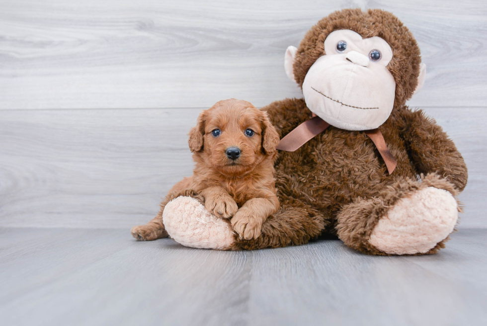 Mini Goldendoodle Puppy for Adoption