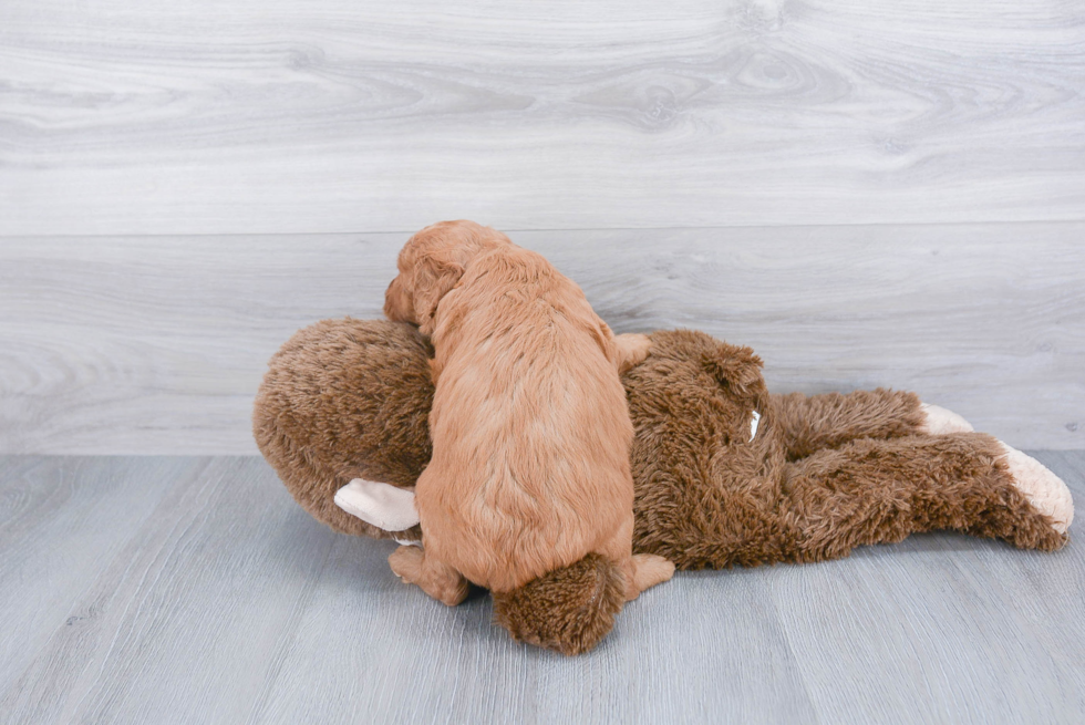 Mini Goldendoodle Pup Being Cute