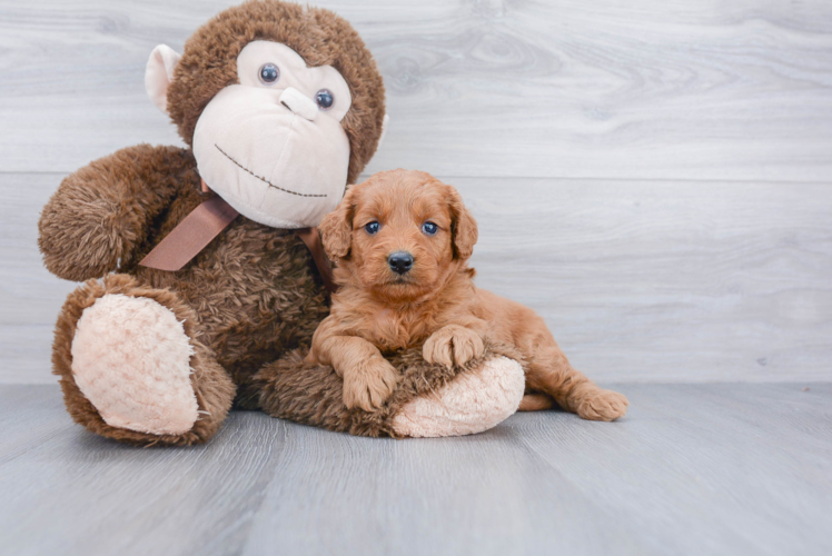 Energetic Golden Retriever Poodle Mix Puppy