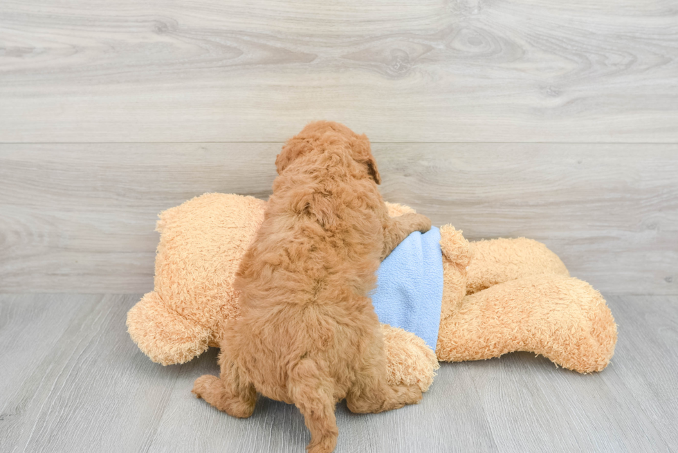 Mini Goldendoodle Pup Being Cute