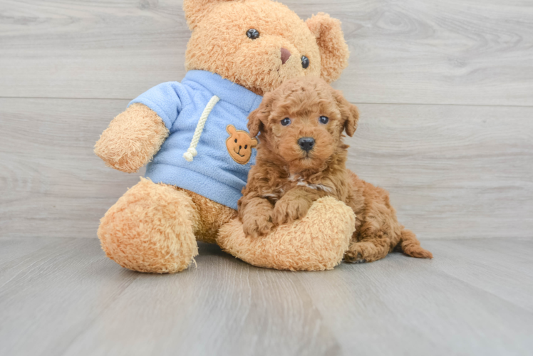 Mini Goldendoodle Pup Being Cute