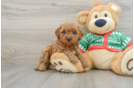 Adorable Golden Retriever Poodle Mix Poodle Mix Puppy