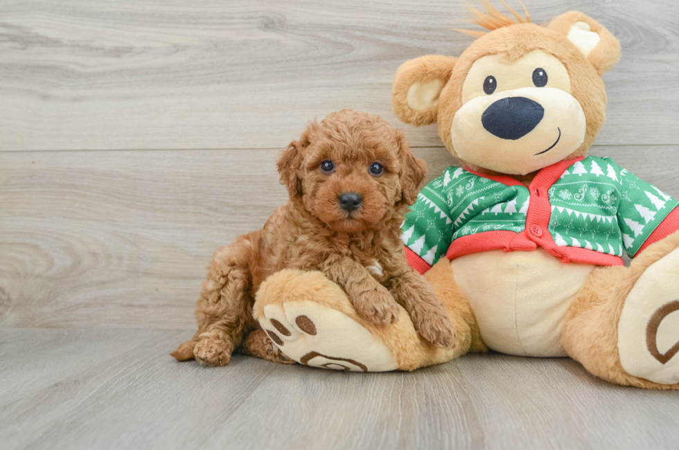 5 week old Mini Goldendoodle Puppy For Sale - Premier Pups