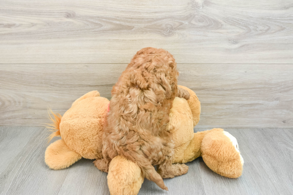 Mini Goldendoodle Pup Being Cute