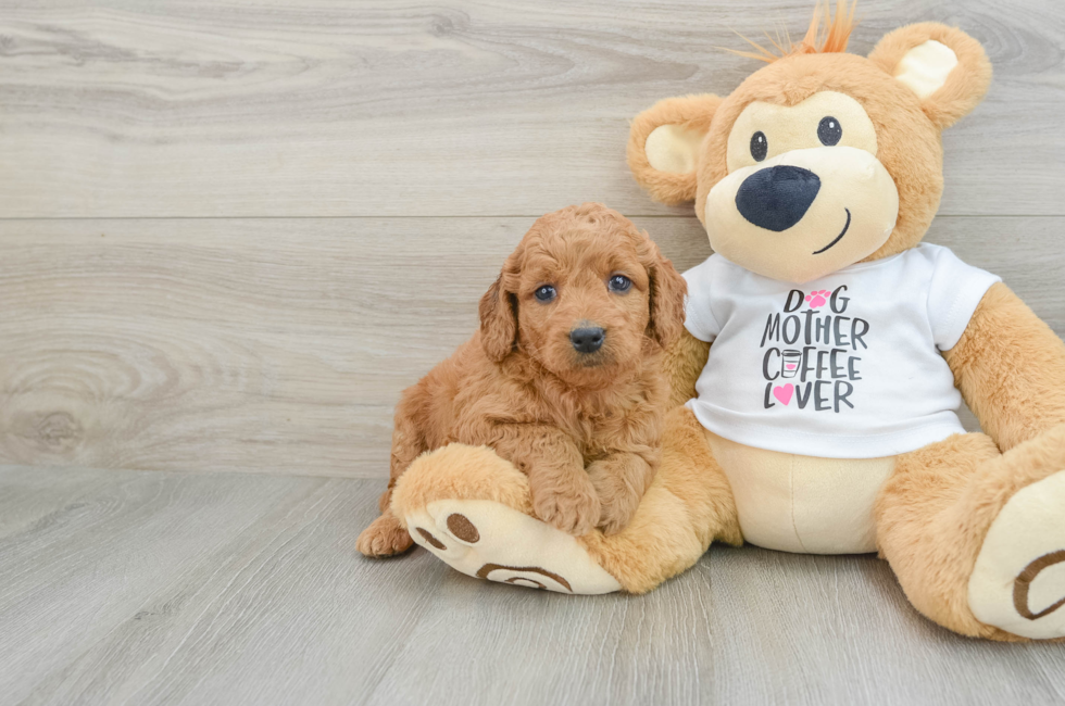 5 week old Mini Goldendoodle Puppy For Sale - Premier Pups