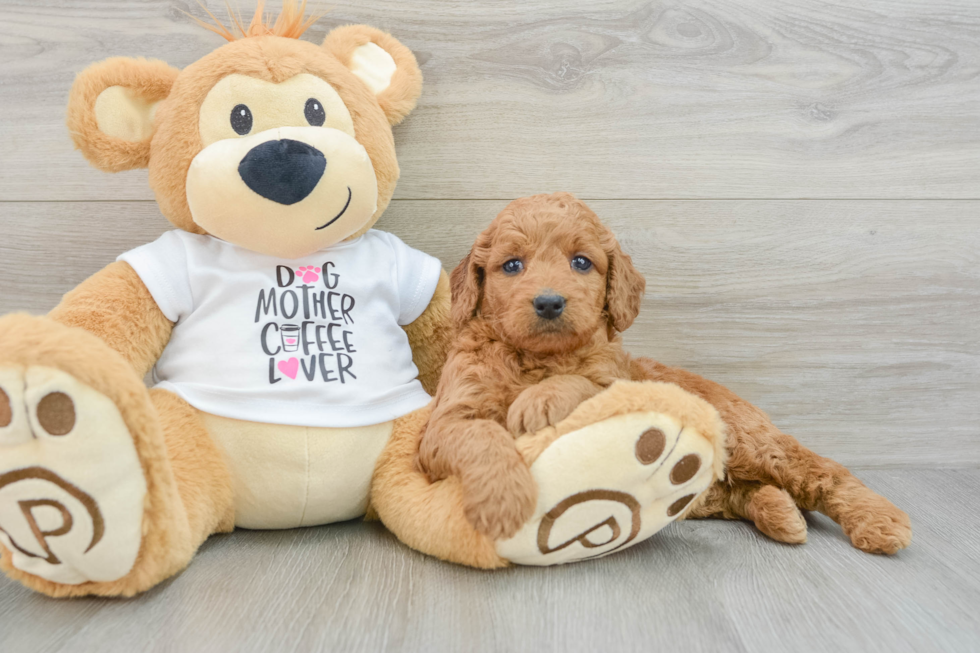 Petite Mini Goldendoodle Poodle Mix Pup