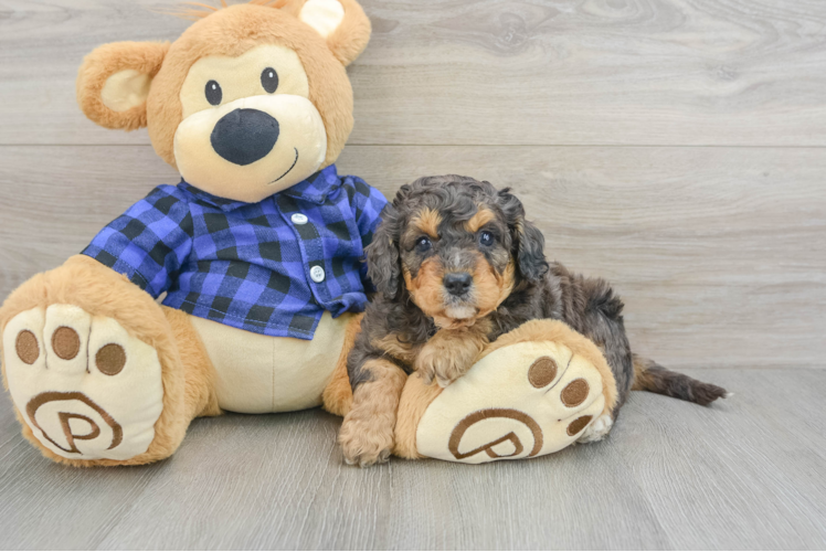 Mini Goldendoodle Pup Being Cute