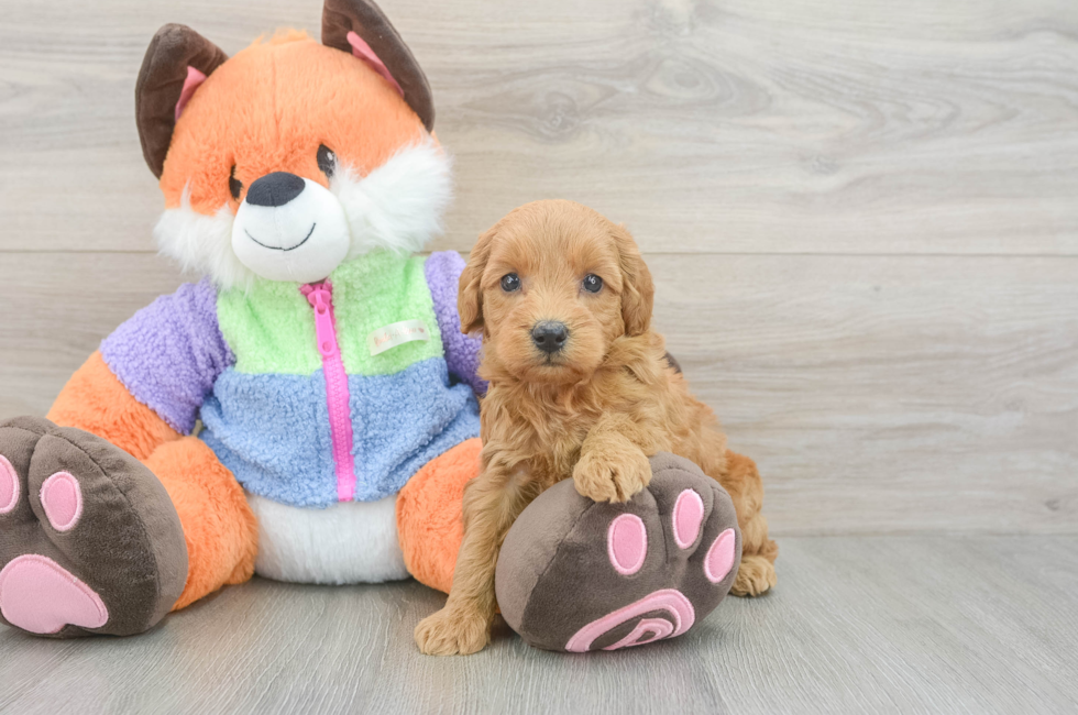 5 week old Mini Goldendoodle Puppy For Sale - Premier Pups