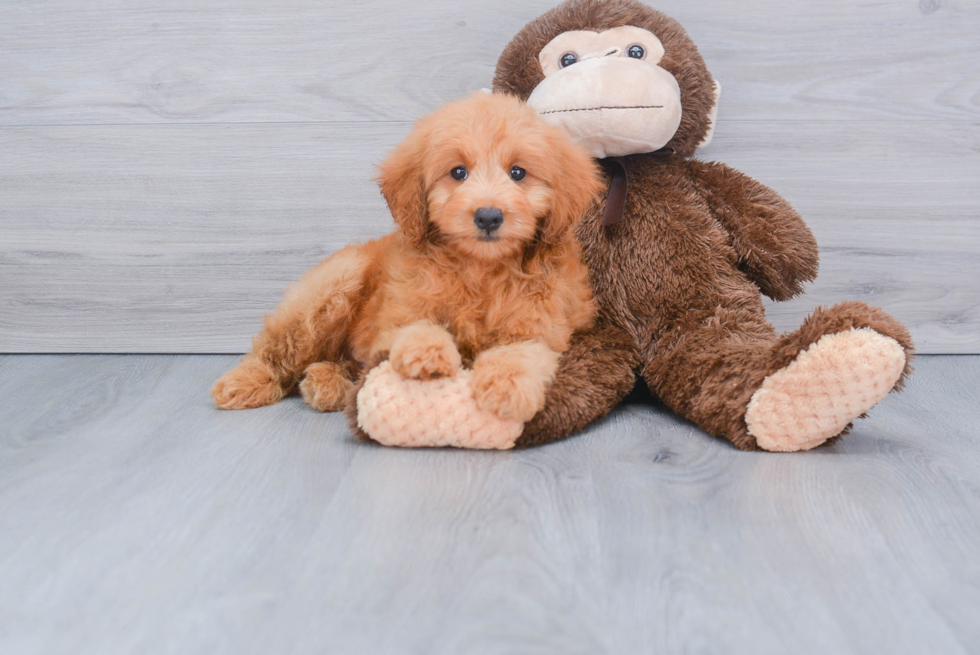 Mini Goldendoodle Puppy for Adoption