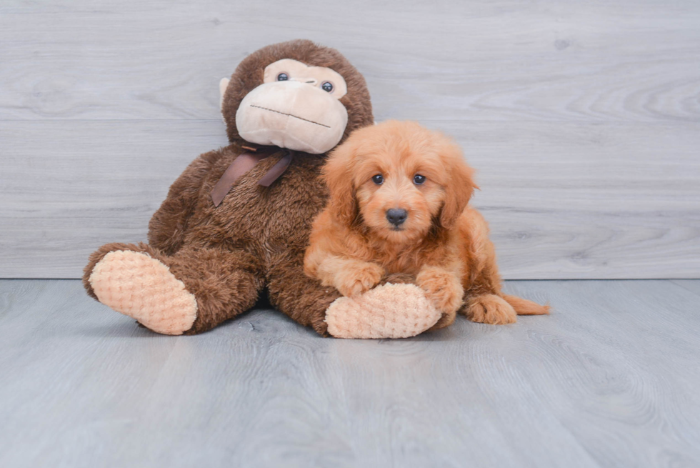 Mini Goldendoodle Puppy for Adoption