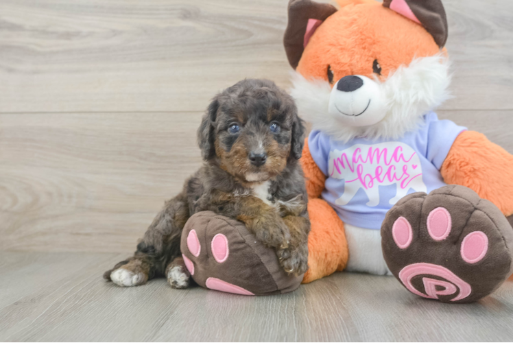 Best Mini Goldendoodle Baby