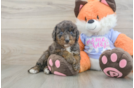Best Mini Goldendoodle Baby
