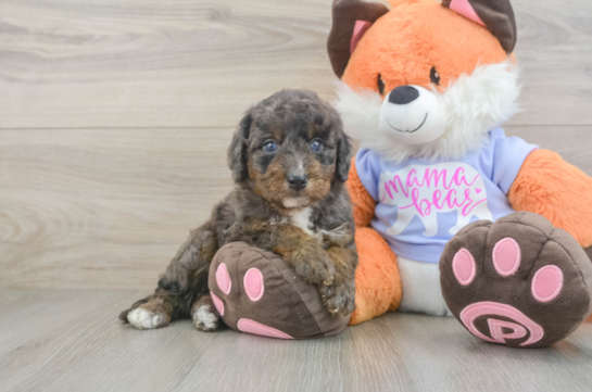 Best Mini Goldendoodle Baby