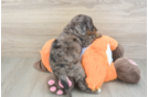 Mini Goldendoodle Pup Being Cute