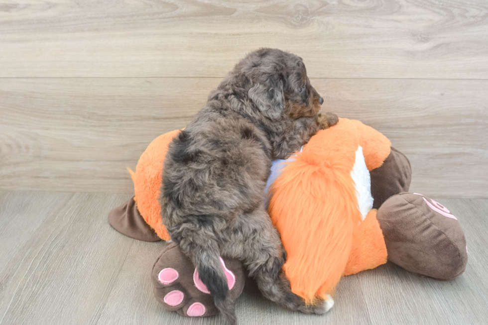 Mini Goldendoodle Pup Being Cute
