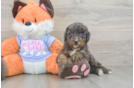 Mini Goldendoodle Puppy for Adoption