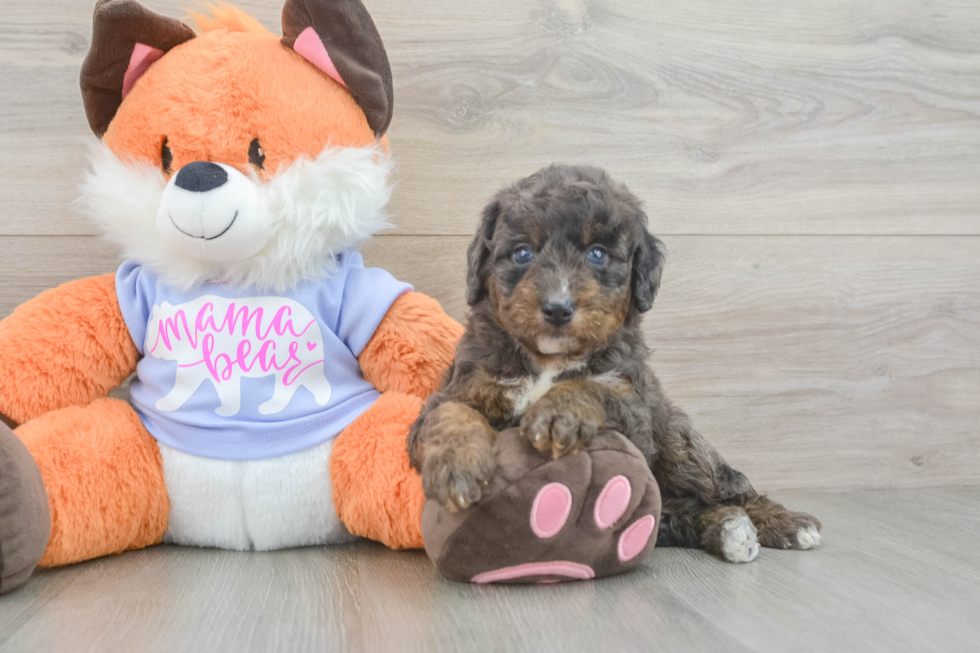 Mini Goldendoodle Puppy for Adoption