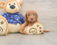 8 week old Mini Goldendoodle Puppy For Sale - Premier Pups
