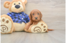 Best Mini Goldendoodle Baby