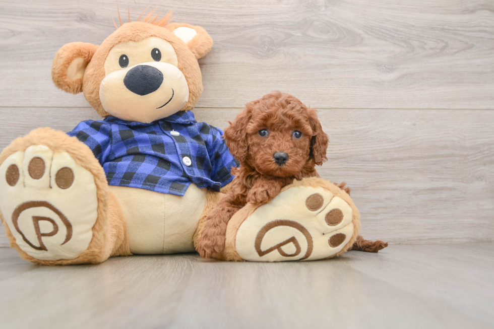 Mini Goldendoodle Puppy for Adoption