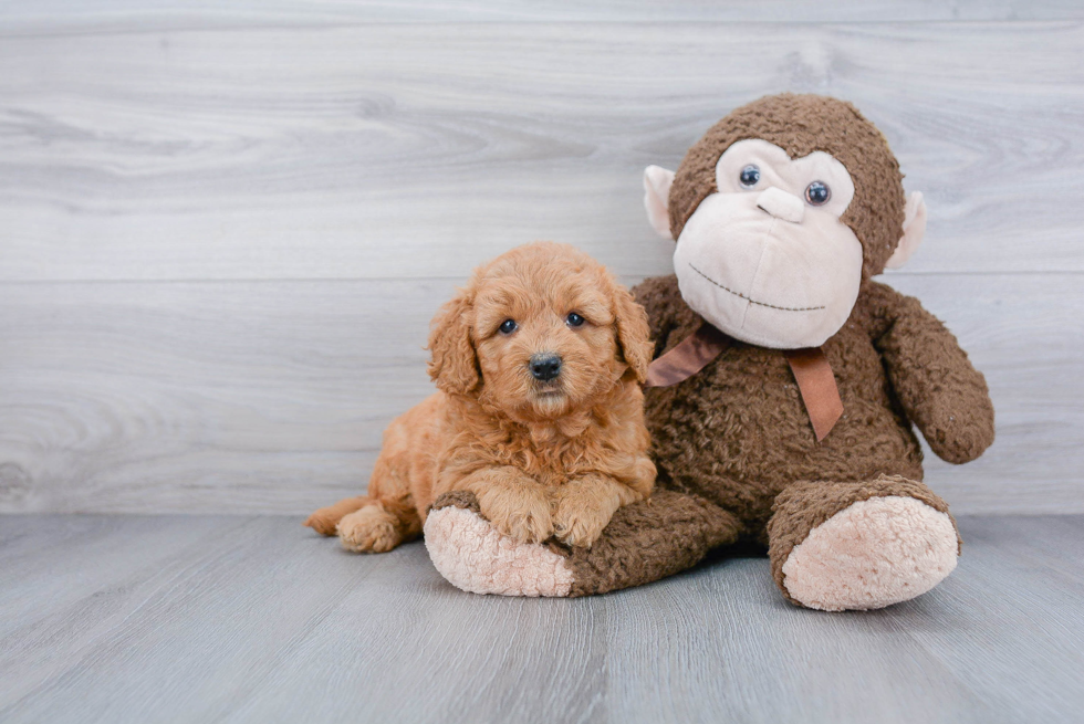 Energetic Golden Retriever Poodle Mix Puppy