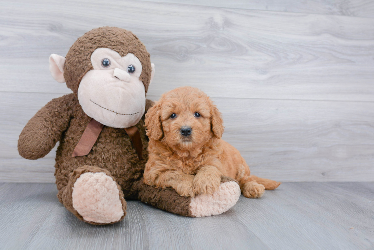 Little Golden Retriever Poodle Mix Puppy