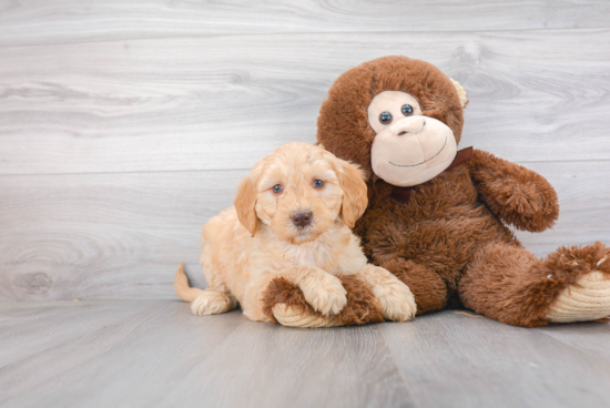 Little Golden Retriever Poodle Mix Puppy