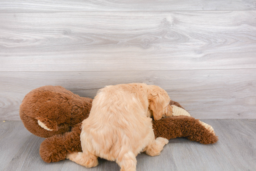 Fluffy Mini Goldendoodle Poodle Mix Pup