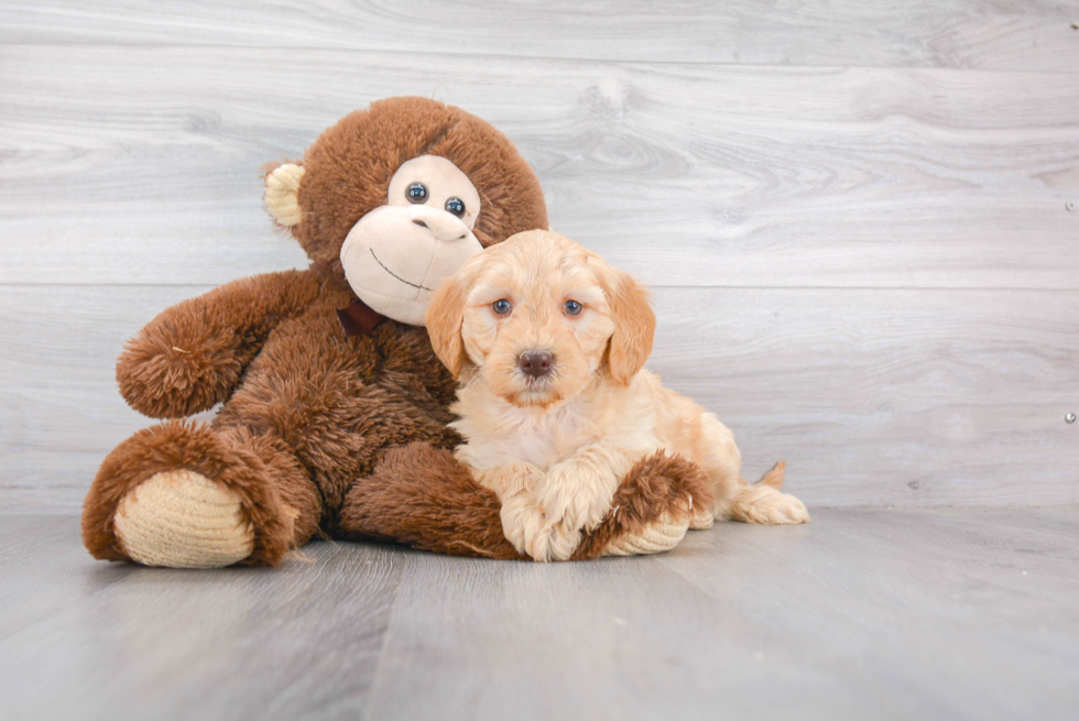 Mini Goldendoodle Pup Being Cute