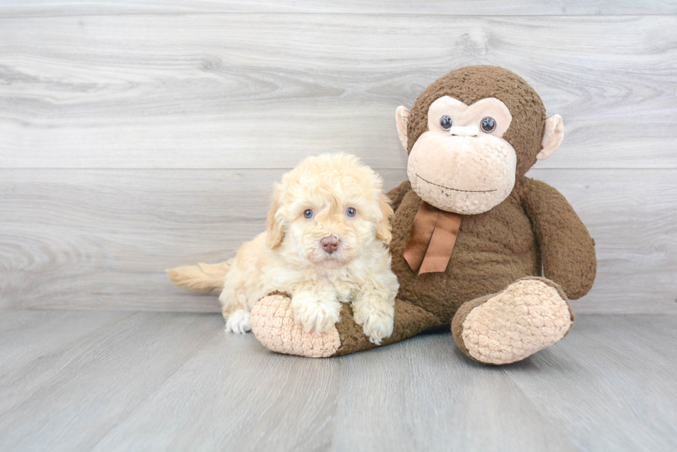 Fluffy Mini Goldendoodle Poodle Mix Pup