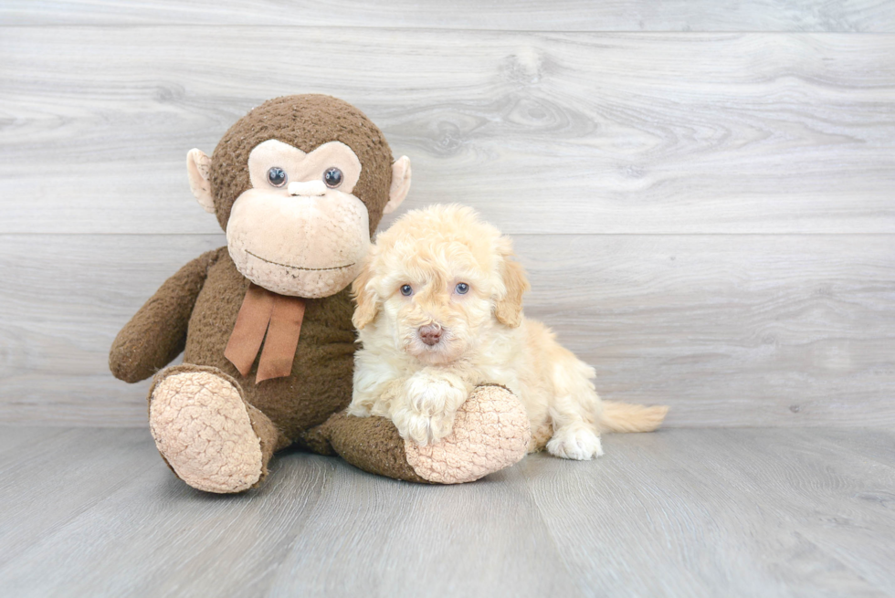 Mini Goldendoodle Pup Being Cute