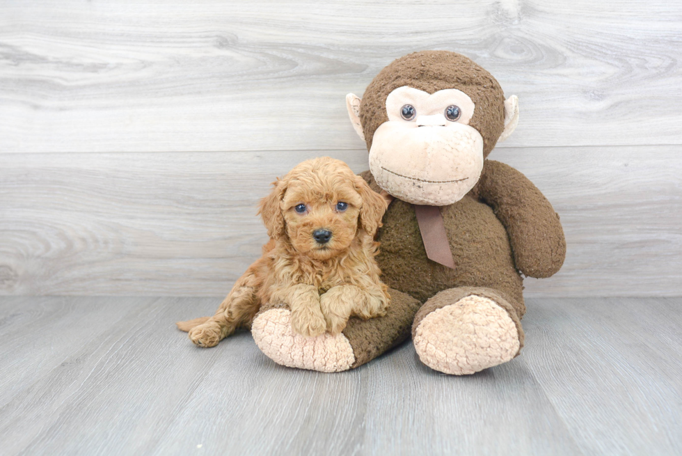 Mini Goldendoodle Pup Being Cute