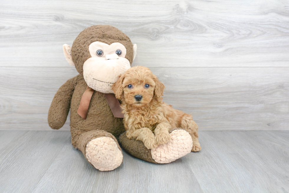 Adorable Golden Retriever Poodle Mix Puppy