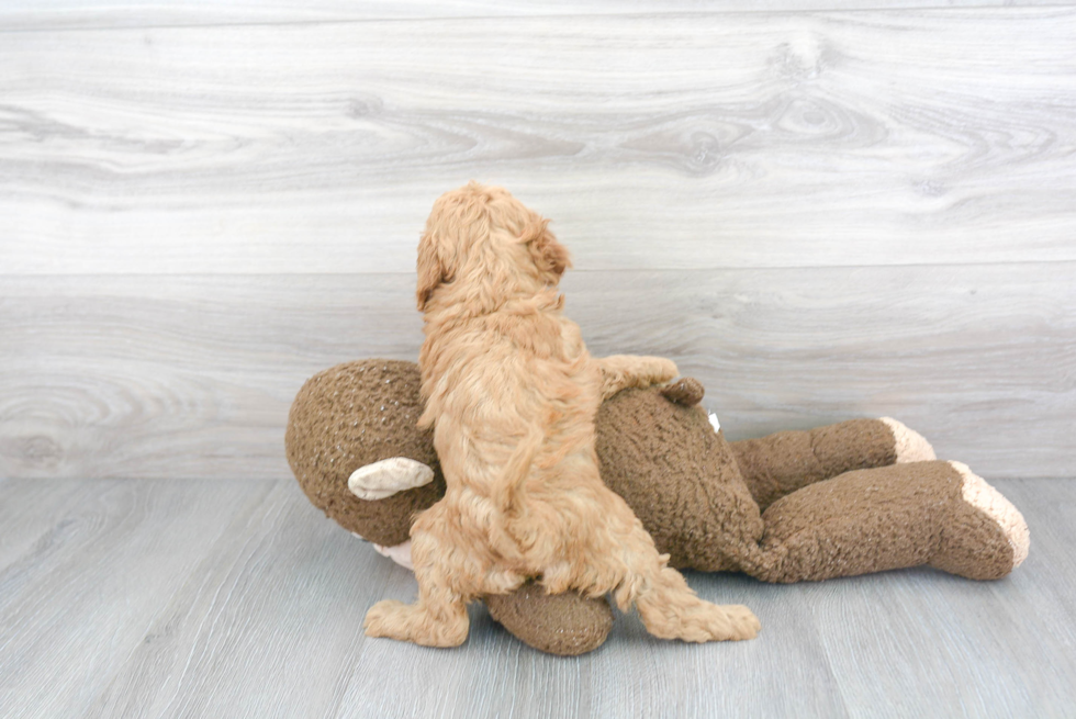 Fluffy Mini Goldendoodle Poodle Mix Pup