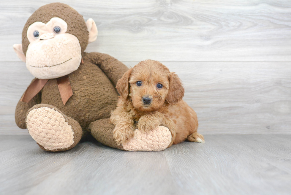 Best Mini Goldendoodle Baby