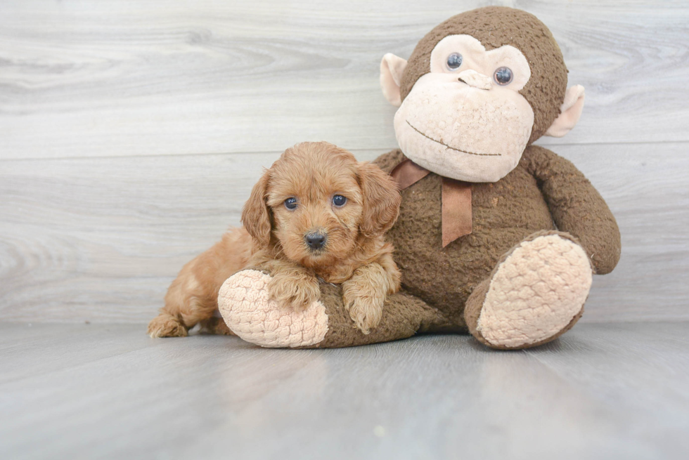 Mini Goldendoodle Puppy for Adoption