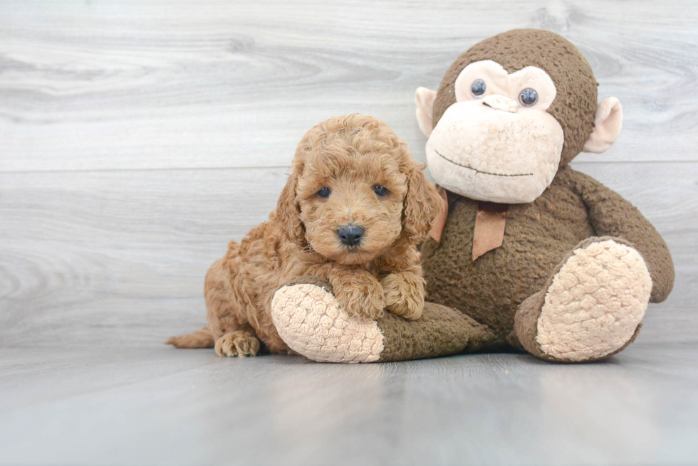 Mini Goldendoodle Pup Being Cute