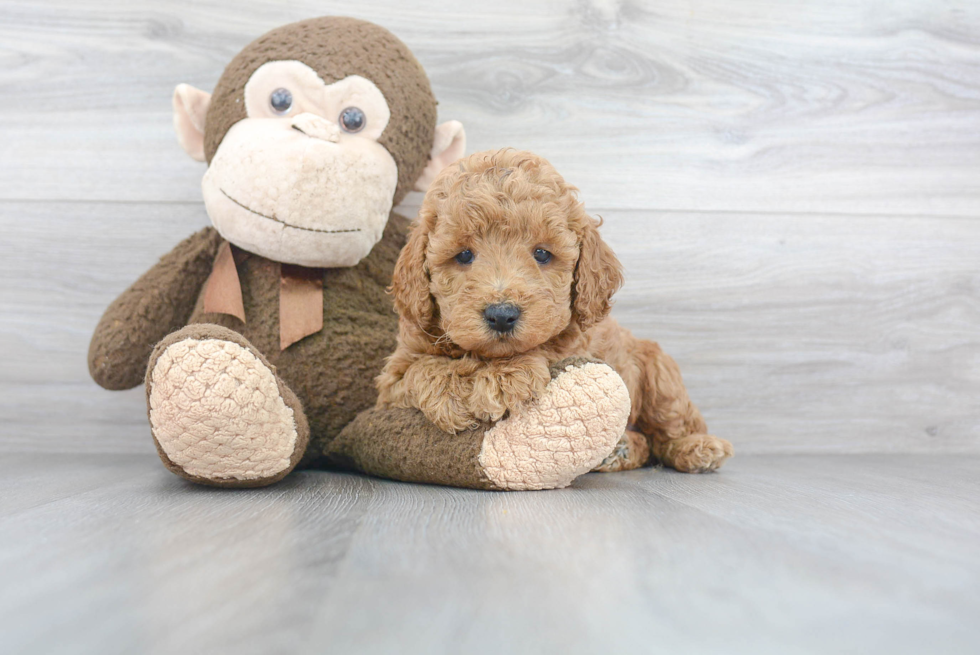 Best Mini Goldendoodle Baby