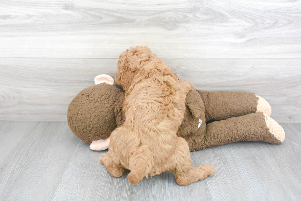 Mini Goldendoodle Puppy for Adoption