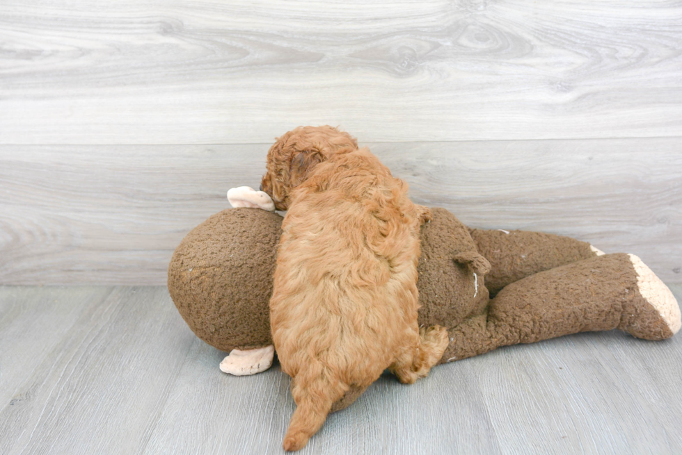 Mini Goldendoodle Pup Being Cute