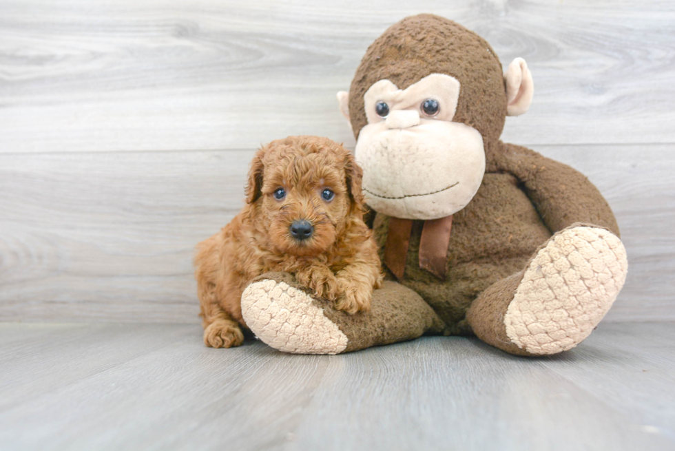 Funny Mini Goldendoodle Poodle Mix Pup