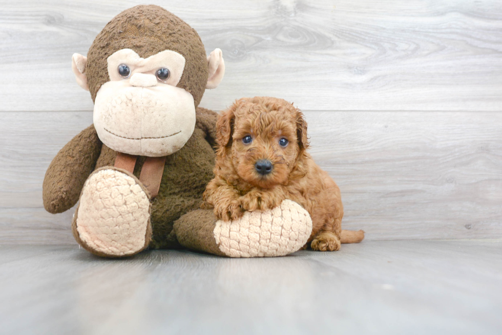 Best Mini Goldendoodle Baby