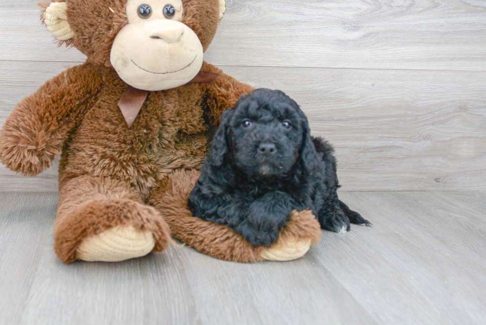 Energetic Golden Retriever Poodle Mix Puppy