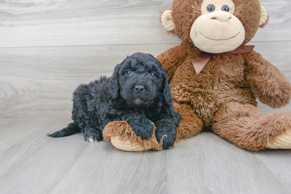 Mini Goldendoodle Pup Being Cute