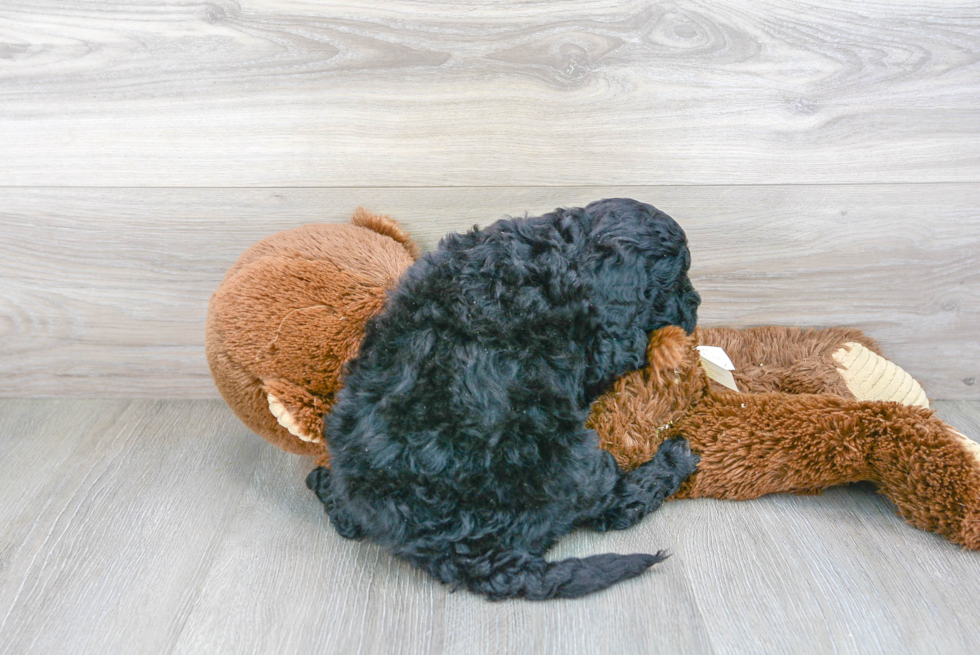 Happy Mini Goldendoodle Baby