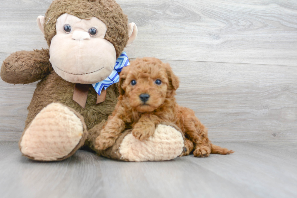 Mini Goldendoodle Puppy for Adoption