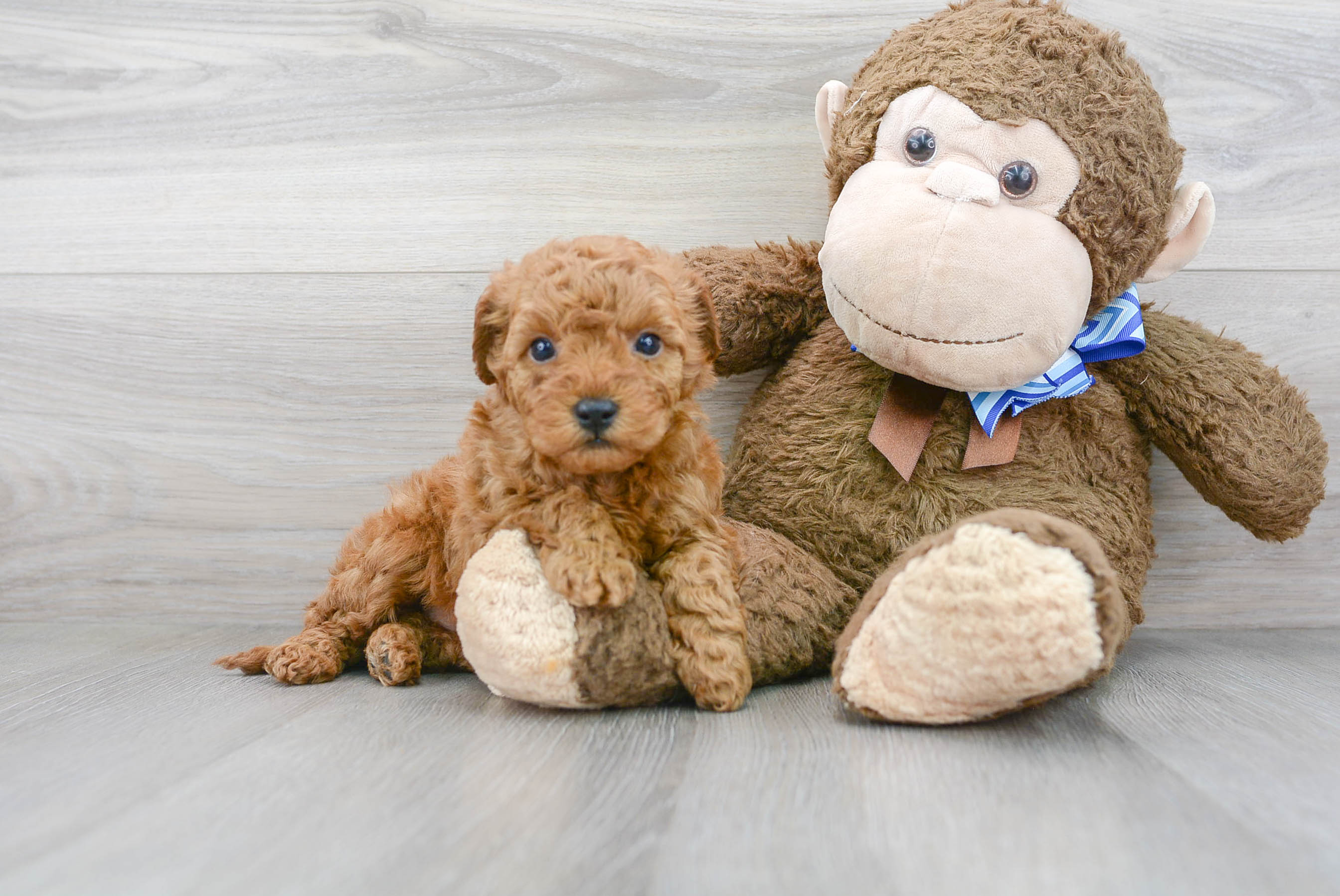 Little Golden Retriever Poodle Mix Puppy